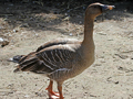 Thick-billed Bean Goose